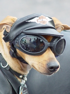 This photo of a Motorcycle Pooch was taken by Elvis Santana of Hialeah, Florida.